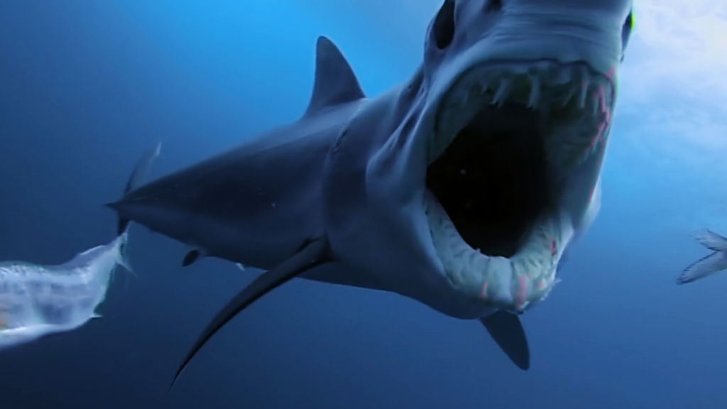 その他 shark predator '23 Shark Vs Predator - National Geographic for everyone in everywhere