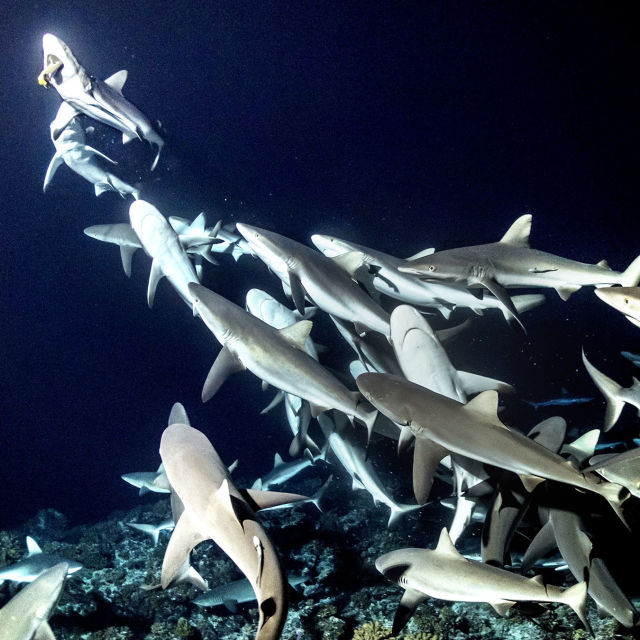 700 Sharks