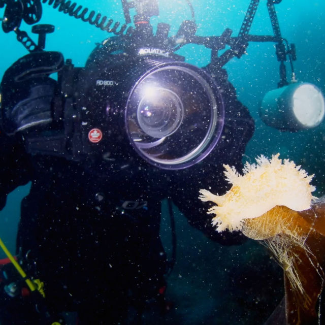 Pristine Seas: The Power of Protection