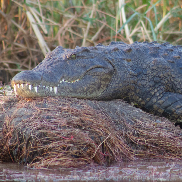 Crocodiles Revealed