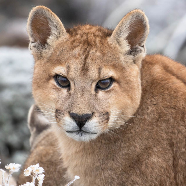 Pumas At The End of The World
