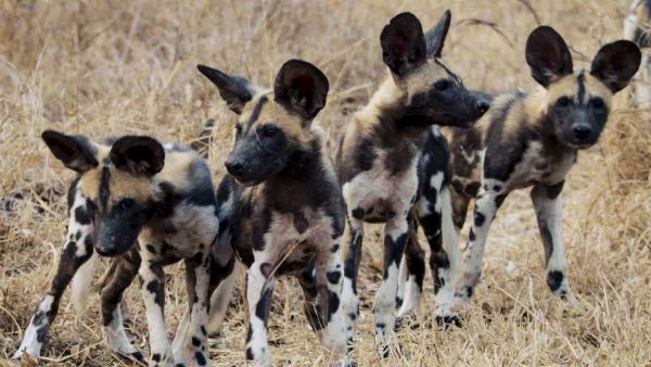 Africa's Hunters