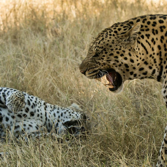 Africa's Wild Side: Dynasties