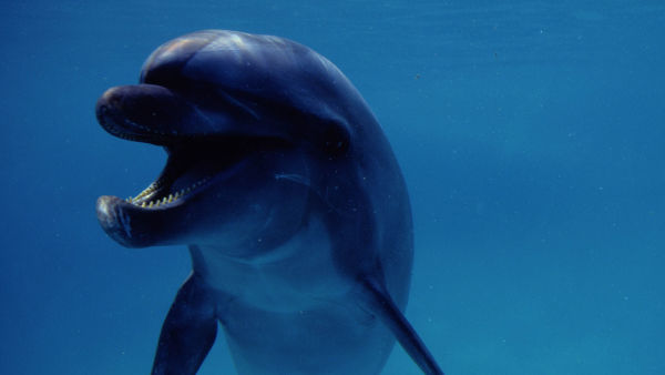 World's Weirdest Animals