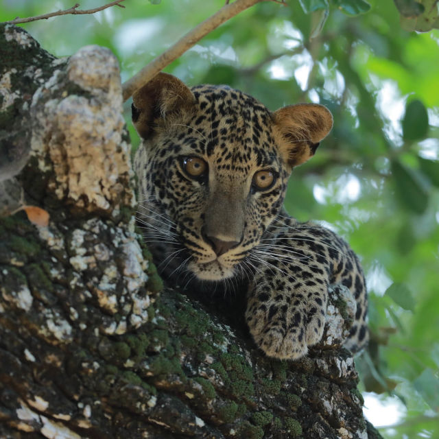 Sri Lanka: Leopard Dynasty