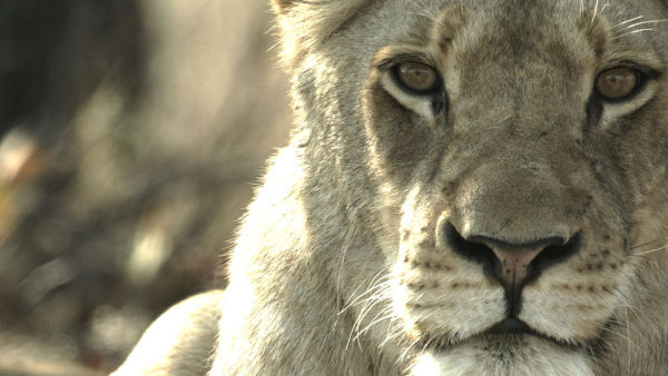 Malika: The Lion Queen