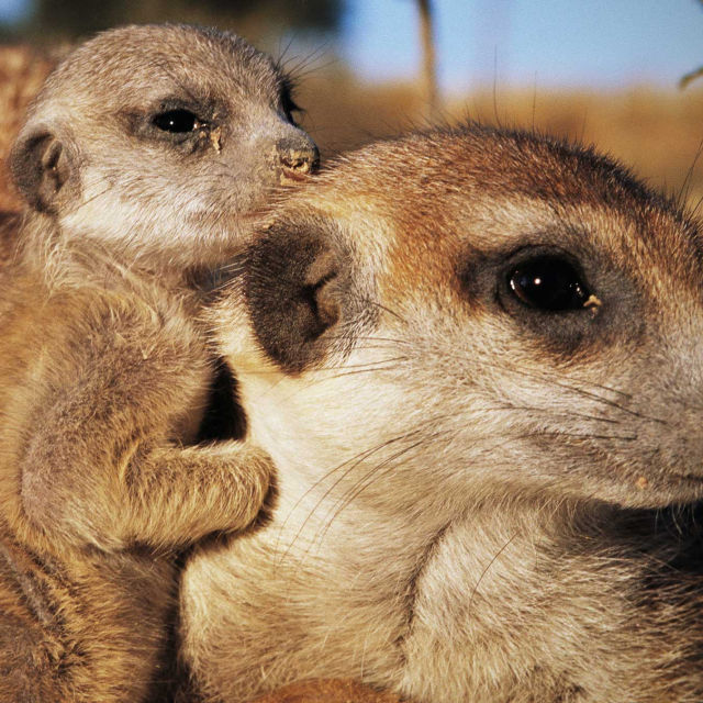 World's Weirdest Brains And Babies